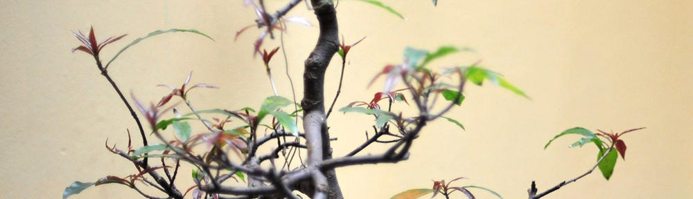 Carlos Alberto Rodríguez